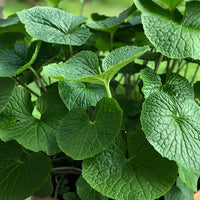 Wasabi 'Mazuma' (Wasabia japonica)