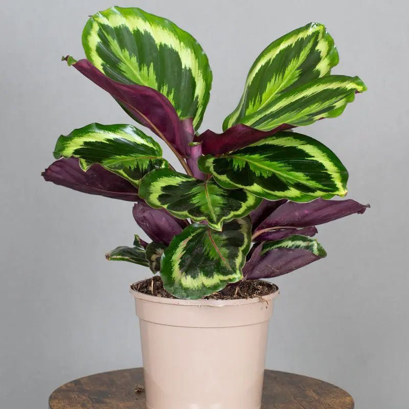 Prayer Plant (Calathea medallion) - Ladybird Nursery
