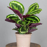 Prayer Plant (Calathea medallion)