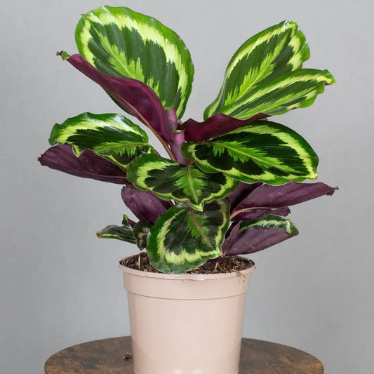 Prayer Plant (Calathea medallion)