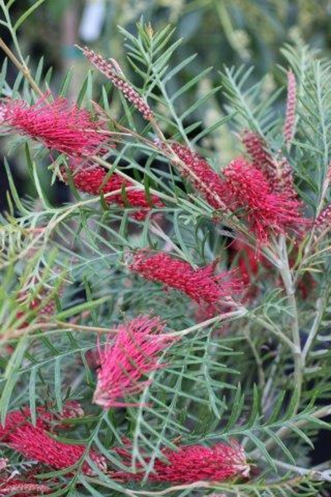 Grevillea Red Hooks - Ladybird Nursery