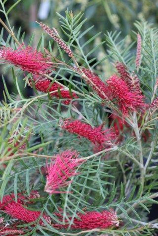 Grevillea Red Hooks