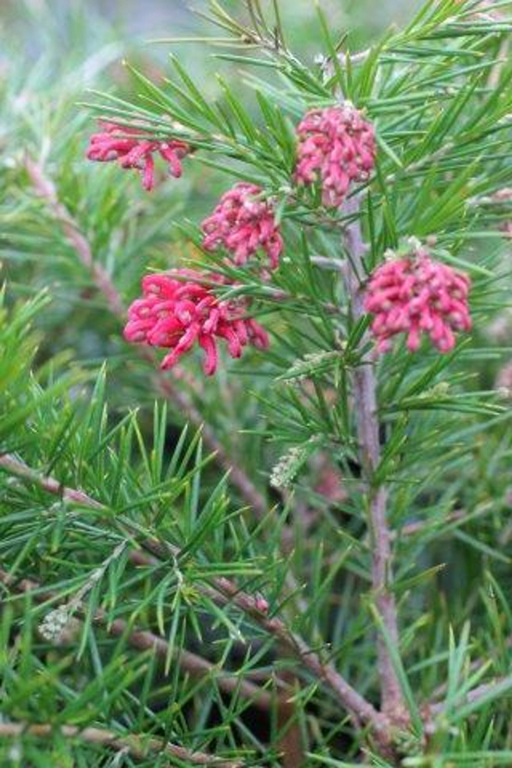 Grevillea lanigera