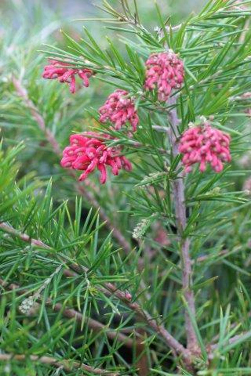 Grevillea lanigera