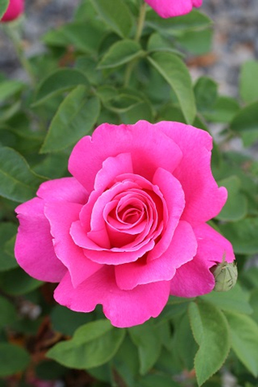 Rose Perfume Delight 3 ft Standards (Rosa)