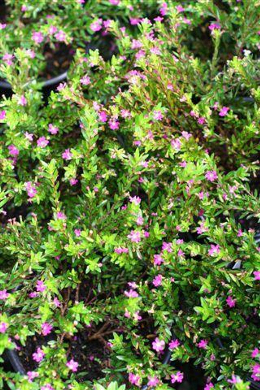 Cuphea Lavender (Cuphea FloriGlory)