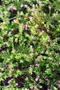 Cuphea Lavender (Cuphea FloriGlory)