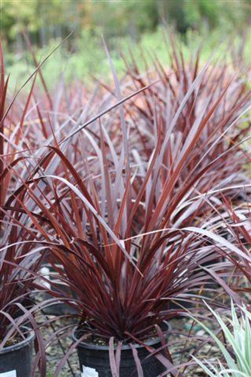Cordyline Designer Burgundy (Cordyline australis)