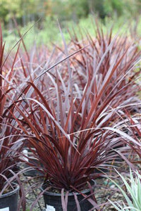 Cordyline Designer Burgundy (Cordyline australis) - Ladybird Nursery