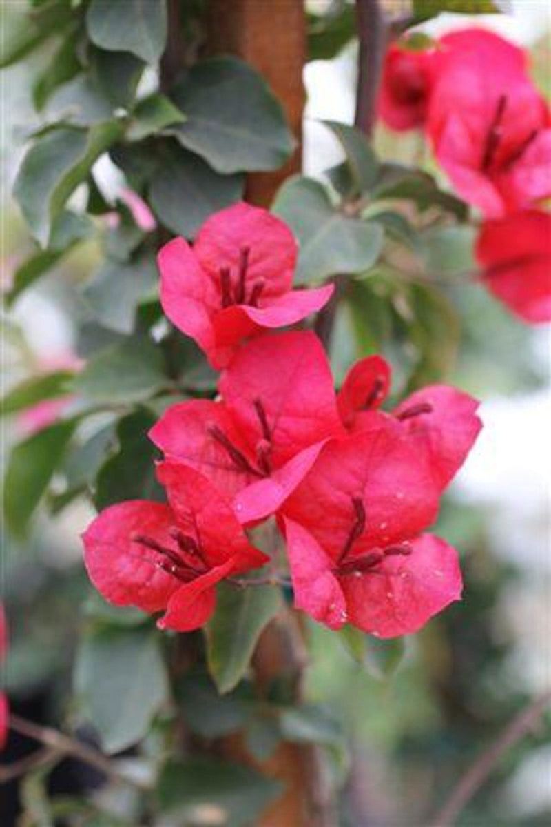 Bougainvillea San Diego Red (Bougainvillea glabra)