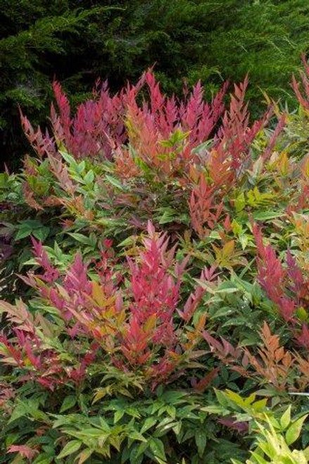 Heavenly Bamboo OBSESSION™ (Nandina domestica) - Ladybird Nursery