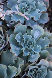 Hens and Chicks Blue curls (Echeveria Giant)