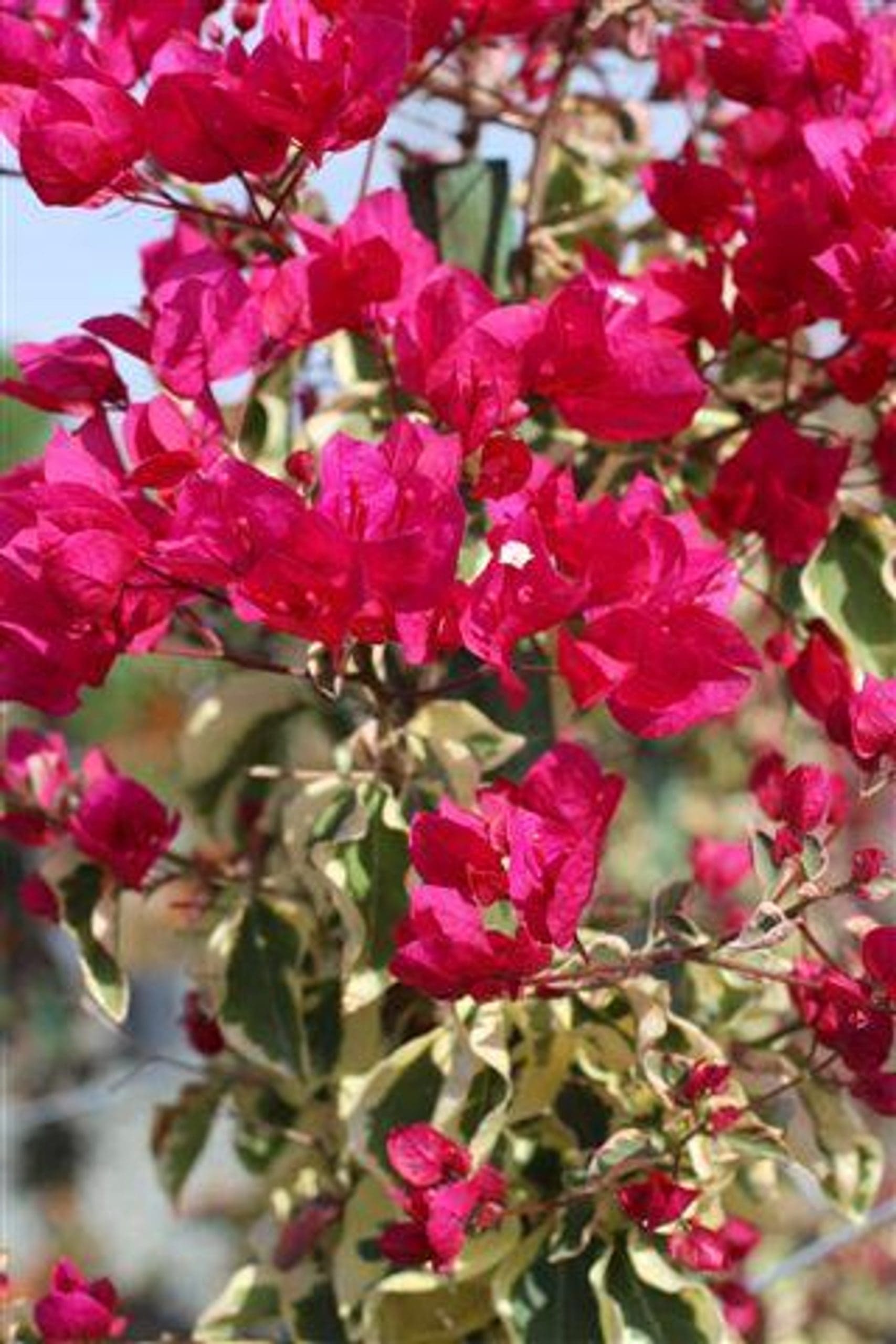 Bougainvillea Raspberry Ice (Bougainvillea glabra)