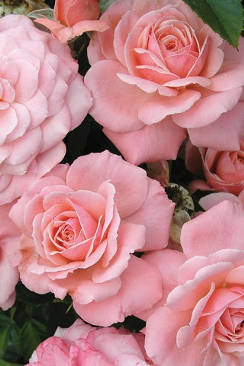 Rose Sexy Rexy 3 ft Standards (Rosa)