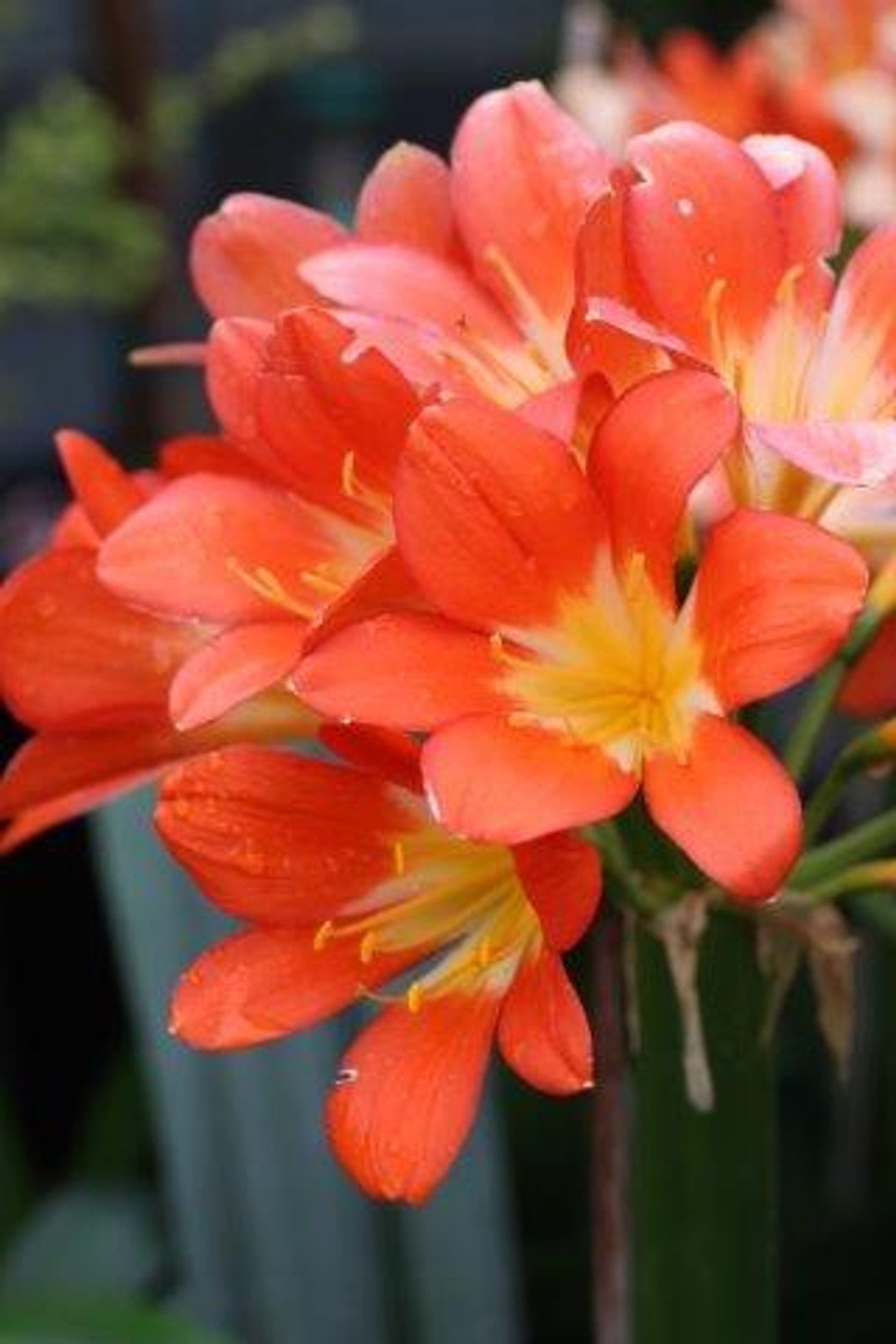 Clivia Belgian Hybrid