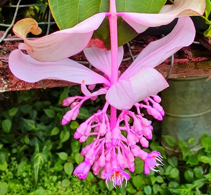 Medinilla Magnifica - Ladybird Nursery