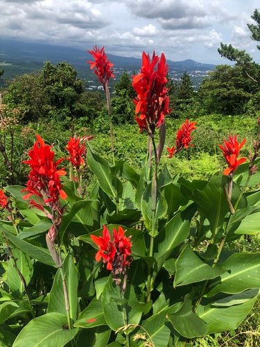Indian Shot (Canna indica) - Ladybird Nursery