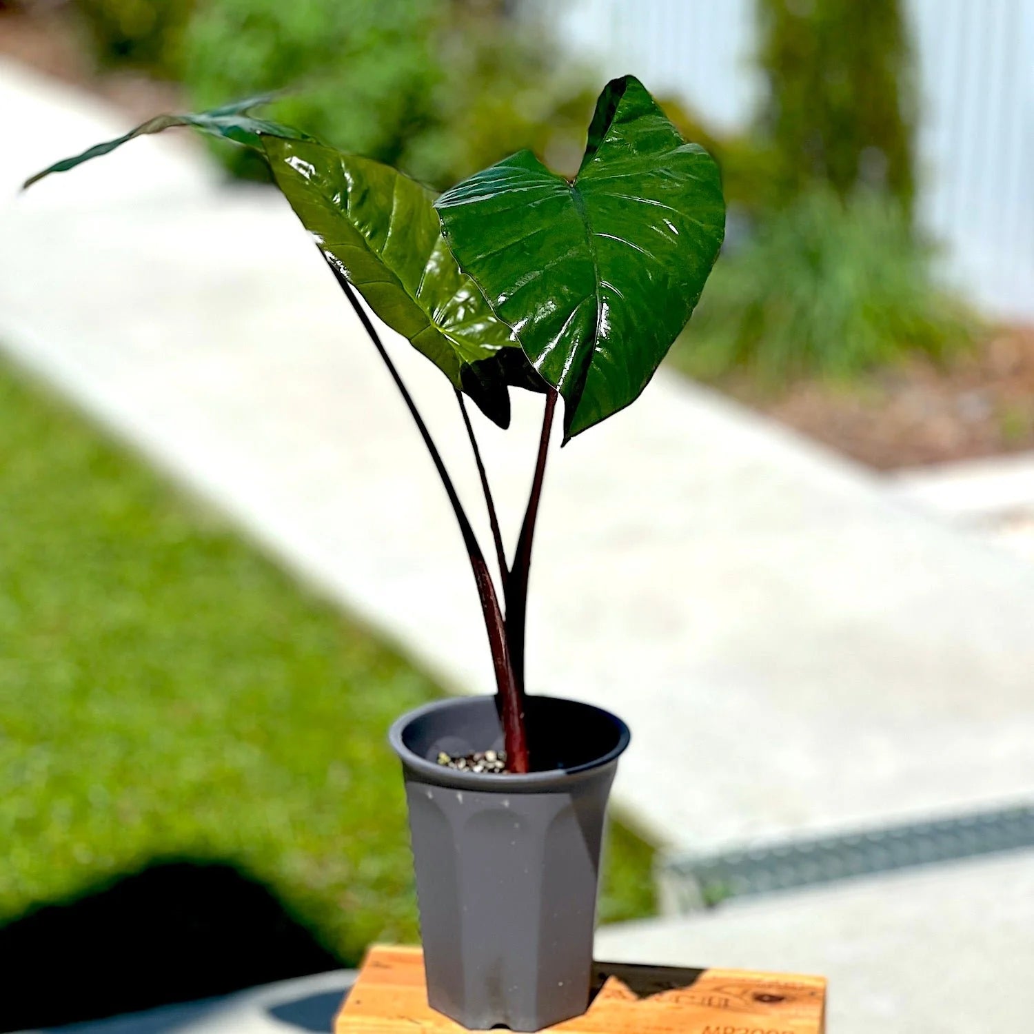 Elephant Ear (Alocasia Bebe) - Ladybird Nursery