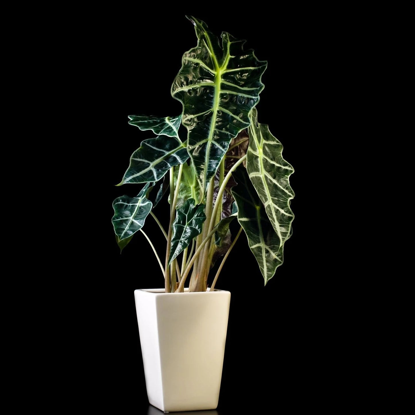 Dwarf Elephant Ear (Alocasia amazonica)