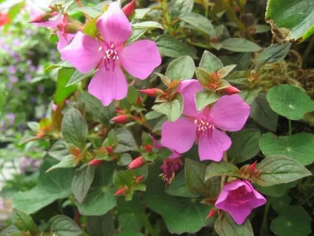 Centradenia Cascade(Centradenia) - Ladybird Nursery