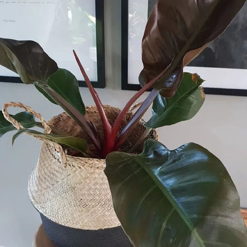 Philodendron Sun Red (Philodendron erubescens) - Ladybird Nursery