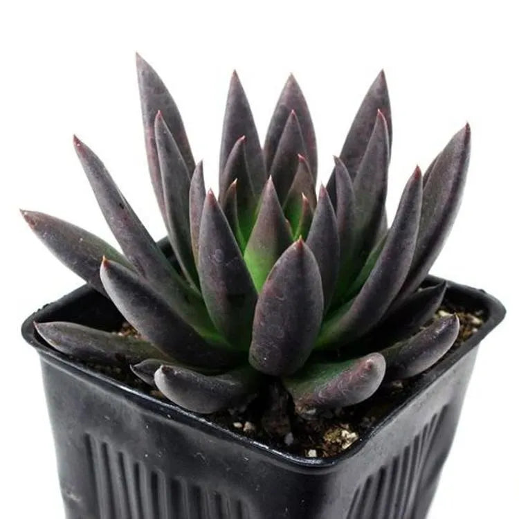 Hens and Chicks Knight (Echeveria Black)