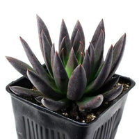 Hens and Chicks Knight (Echeveria Black)