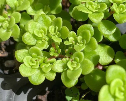 Stonecrop Green Mound (Sedum) - Ladybird Nursery