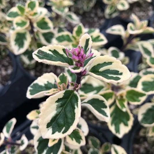 Hemizygia Candy Kisses (Hemizygia )