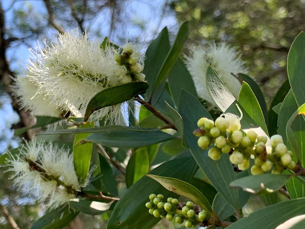 Weeping Paperbark Fine Leaf (Melaleuca leucadendra) - Ladybird Nursery