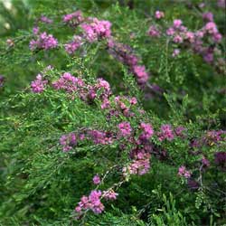 Thyme Honey Myrtle Pink Lace (Melaleuca thymifolia) - Ladybird Nursery