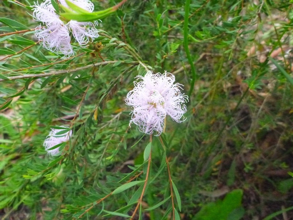 Thyme Honey Myrtle Pink Lace (Melaleuca thymifolia) - Ladybird Nursery