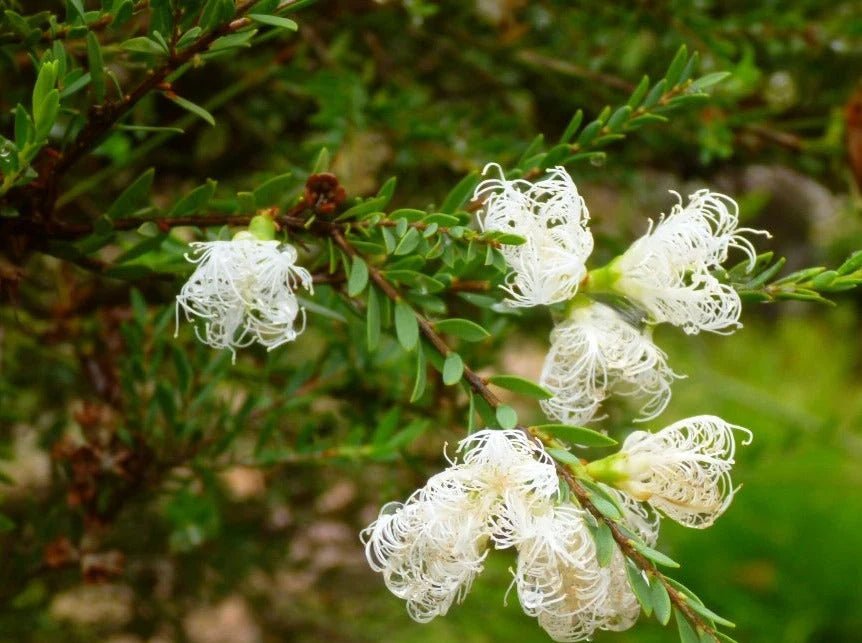 Thyme Honey Myrtle White Lace (Melaleuca thymifolia) - Ladybird Nursery