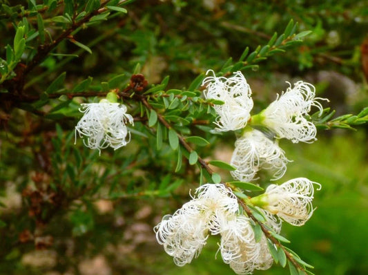 Thyme Honey Myrtle White Lace (Melaleuca thymifolia)