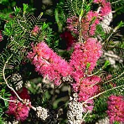 Violet Honey Myrtle (Melaleuca wilsonii) - Ladybird Nursery