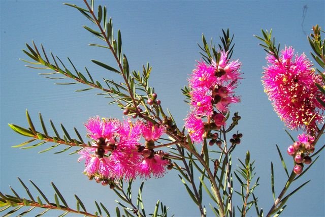Scarlet Honey Myrtle Hot Pink (Melaleuca fulgens) - Ladybird Nursery