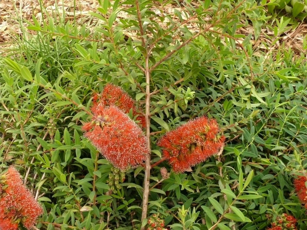 Hillock Bush Ulladulla Beacon (Melaleuca hypericifolia) - Ladybird Nursery
