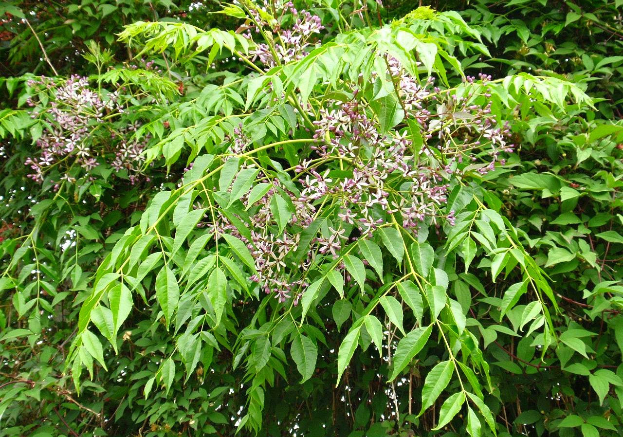 White Cedar (Melia azedarach)