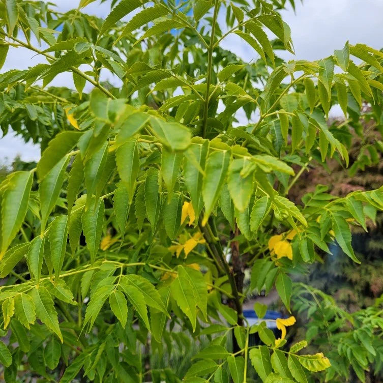 White Cedar (Melia azedarach)