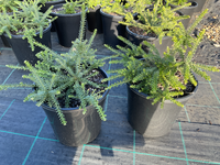 Grevillea 'Mellow Yellow' groundcover - Ladybird Nursery