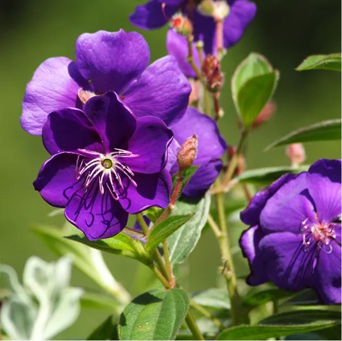 Tibouchina Melodie (Tibouchina) - Ladybird Nursery