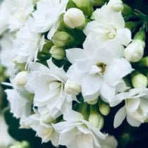 Kalanchoe 'Menzel White' (Kalanchoe blossfeldiana) - Ladybird Nursery
