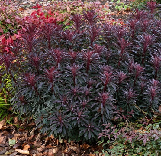 Miner’s Merlot (Euphorbia) - Ladybird Nursery