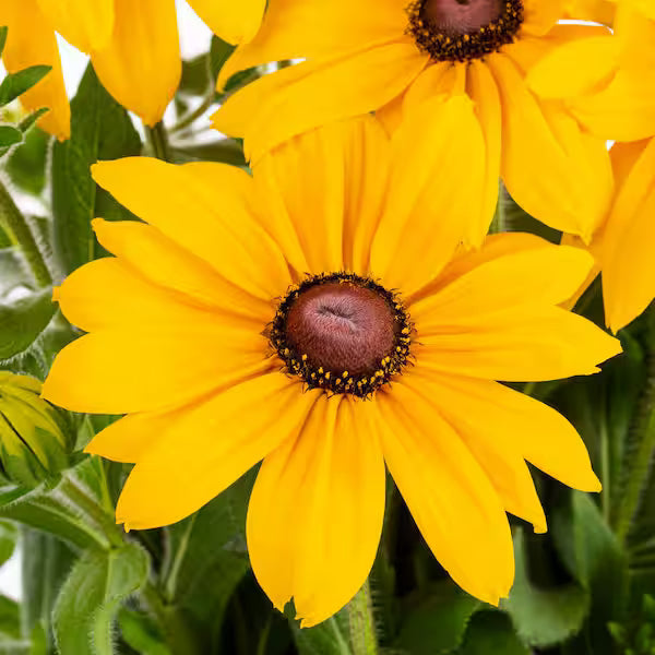 Rudbeckia Sunbeckia Black-eyed Susan Paulina