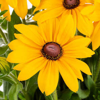 Rudbeckia Sunbeckia Black-eyed Susan Paulina