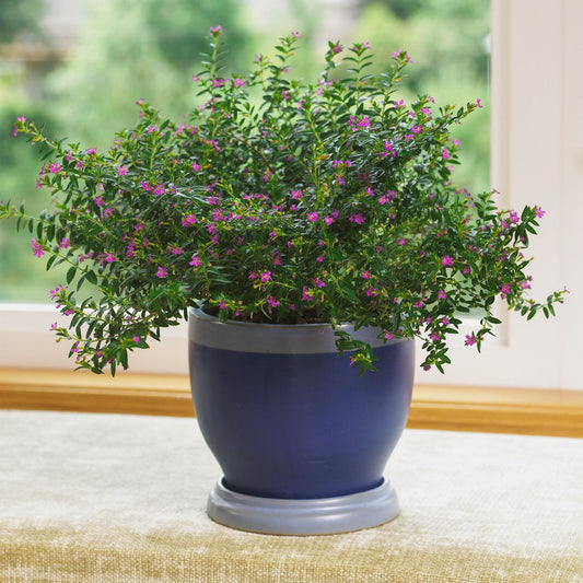 Cuphea Hatter Mauve (Cuphea Mad)