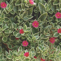 Dorotheanthus Bellidiformis 'Mezoo'