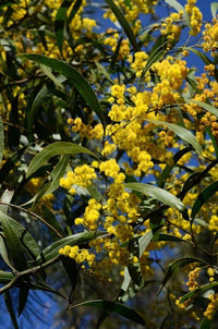 Zig Zag Wattle (Acacia macradenia) - Ladybird Nursery