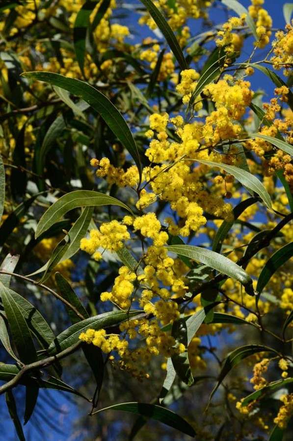 Zig Zag Wattle (Acacia macradenia) - Ladybird Nursery