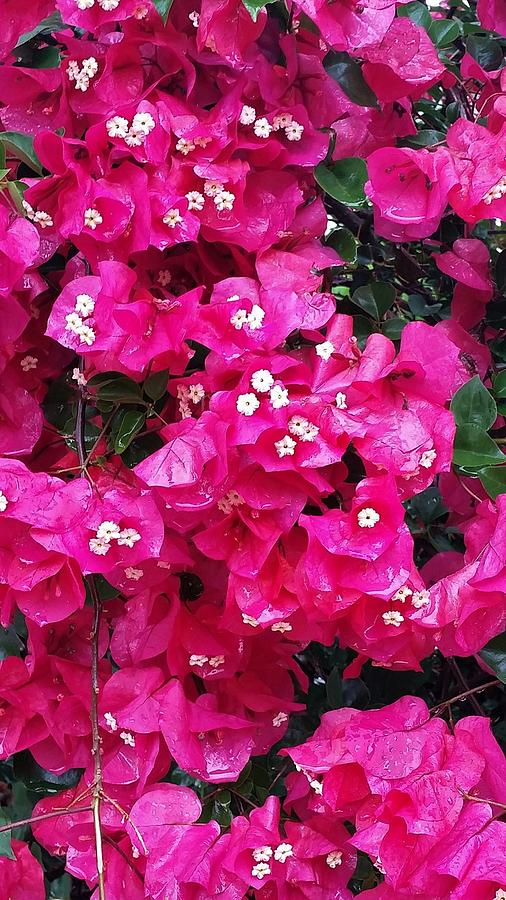 Bougainvillea Miami Pink (Bougainvillea glabra)